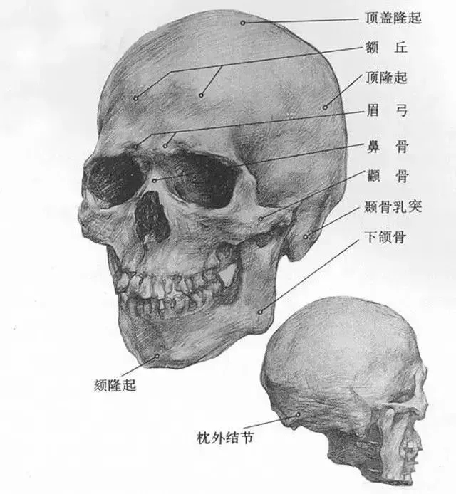  廣州畫室排名前三畫室教你如何讓你的素描頭發看起來不死板粗糙有質感,02
