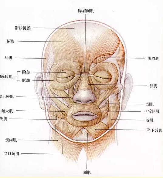 這些素描頭像默寫秘訣，廣州十大畫室之告訴你,04