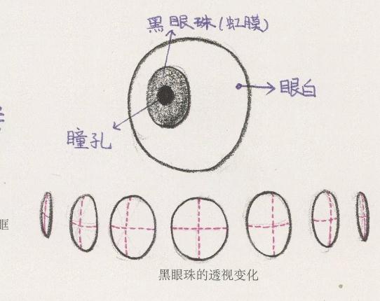 廣州美術培訓畫室整理的速寫五官局部之眼睛的畫法,06