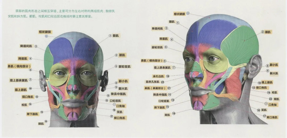 廣州畫室排名前三畫室超強干貨丨素描頭像基礎理論知,03